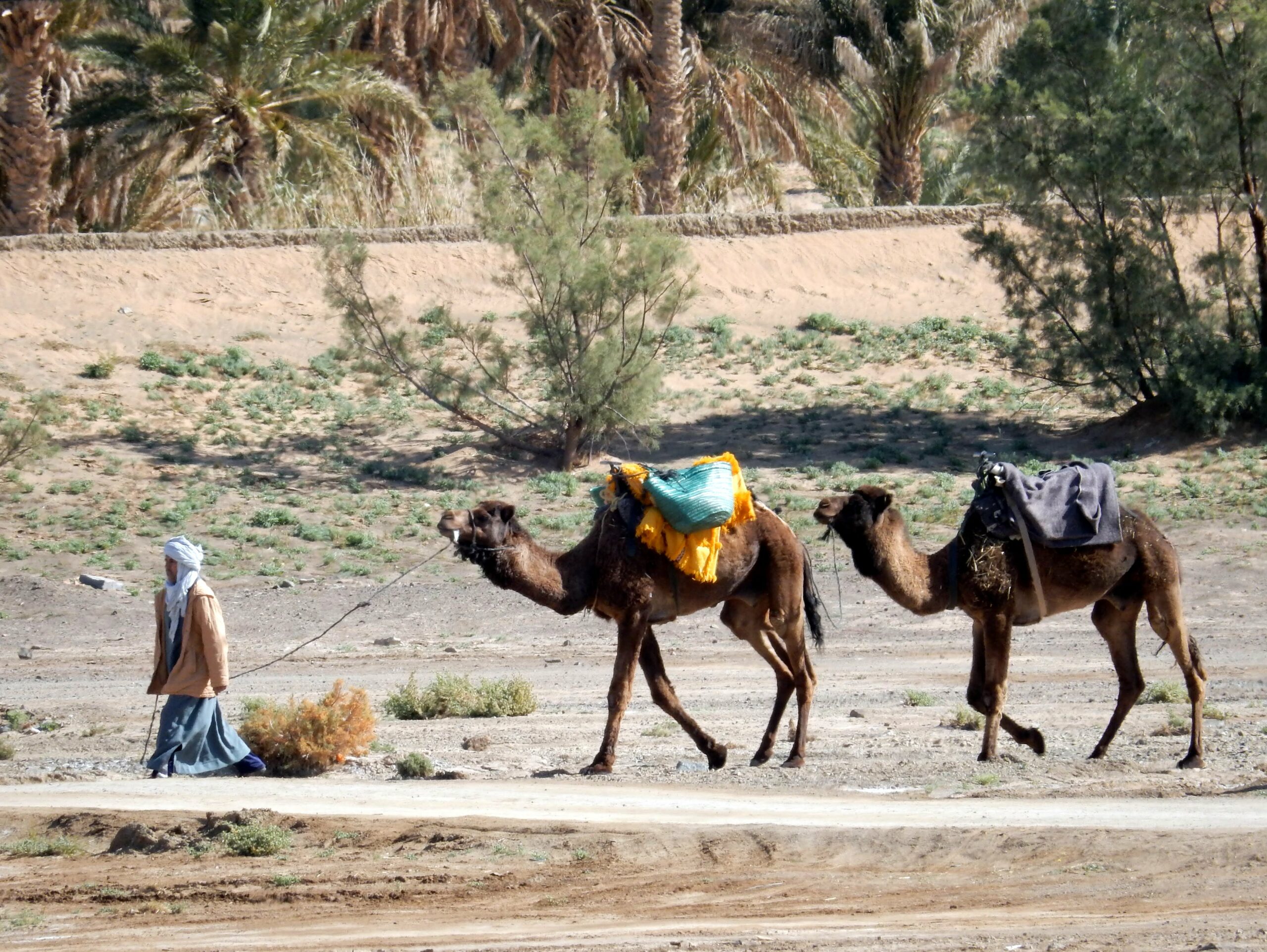 Chamelier avec ses dromadaires devant l'auberge La Vallée des Dunes, à Hassilabied, près de Merzouga