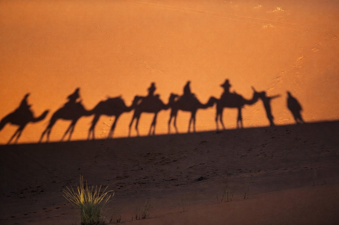 L'ombre des dromadaires au coucher du soleil, dans les dunes du désert près de Merzouga