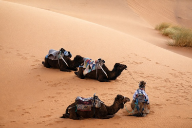 Pendant une randonnée chamelière, les dromadaires se reposent dans les dunes du Sahara marocain