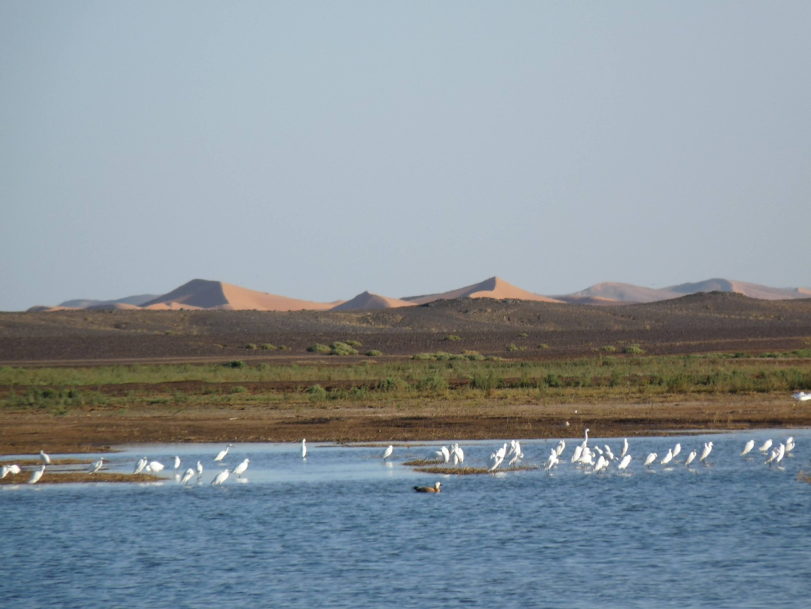 De nombreuse variétés d'oiseaux profitent du la Dayet Srij face aux dunes de l'erg Chebbi, aux portes de Merzouga