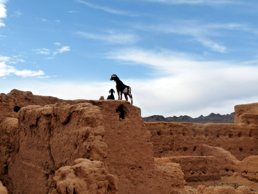 Chèvres dans les ruines de l'ancienne ville de garnison de Taouz, au sud de Merzouga